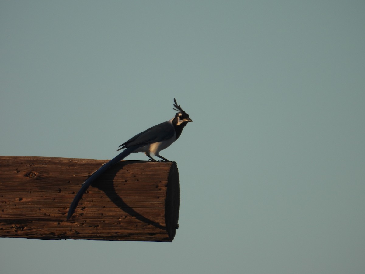 Black-throated Magpie-Jay - ML613255451