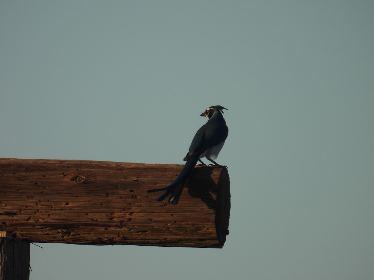 Black-throated Magpie-Jay - ML613255452