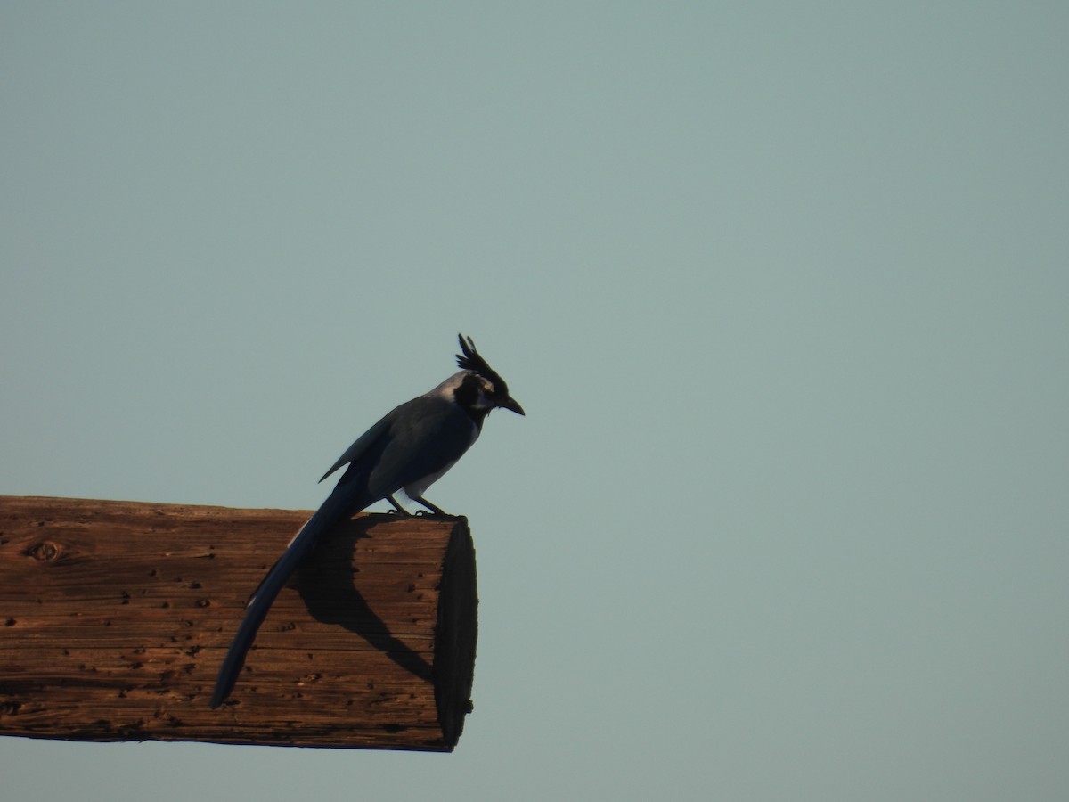 Black-throated Magpie-Jay - ML613255453