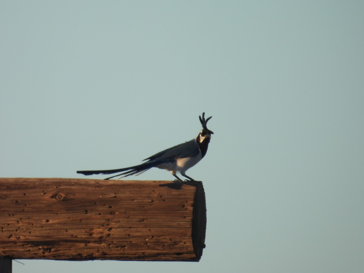 Black-throated Magpie-Jay - ML613255454