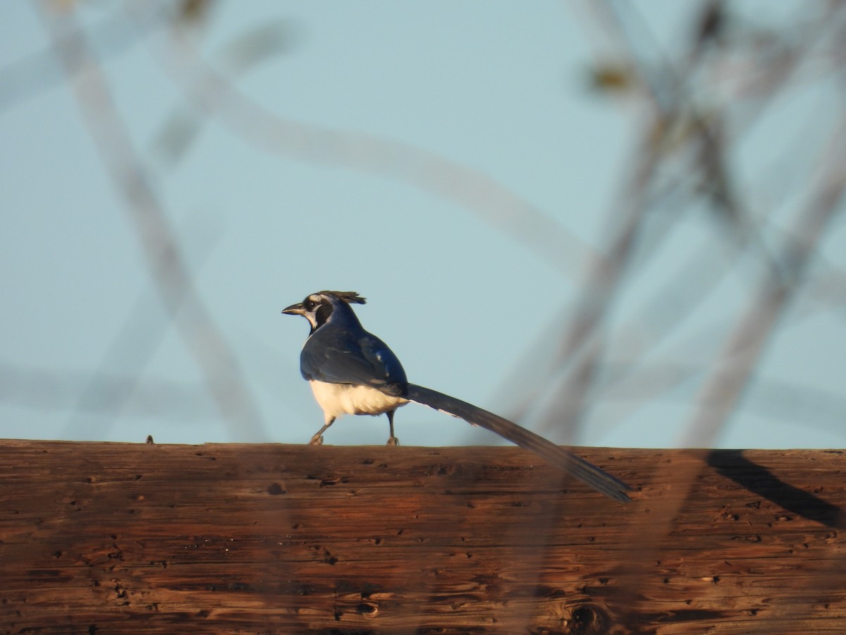 Black-throated Magpie-Jay - ML613255455