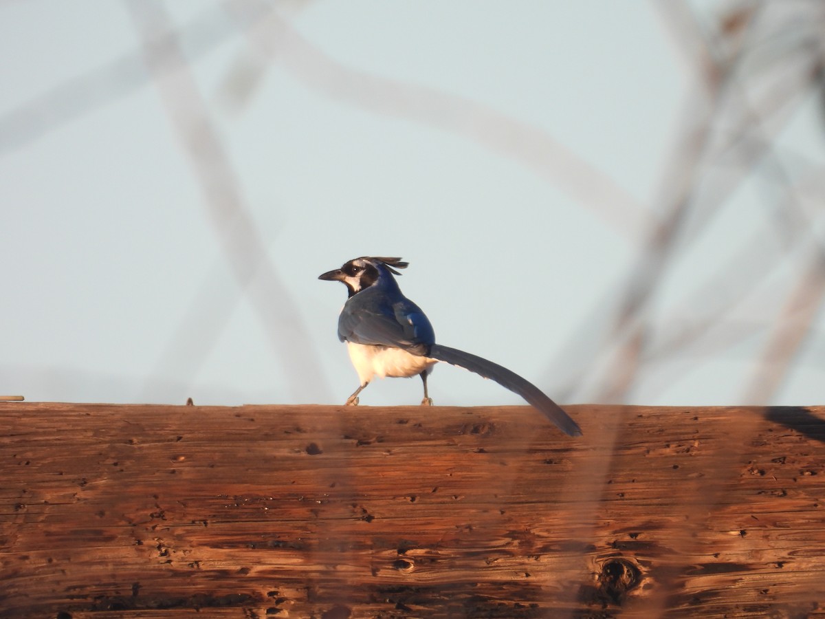 Black-throated Magpie-Jay - ML613255458