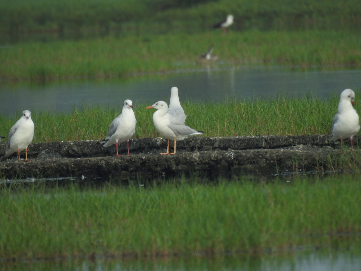 Slender-billed Gull - ML613255462