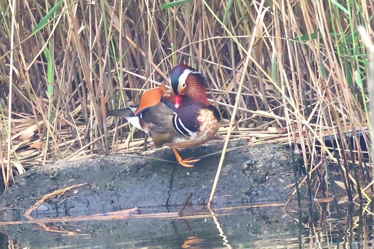 Mandarin Duck - ML613255524