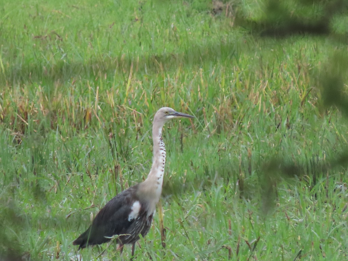 Pacific Heron - ML613255620