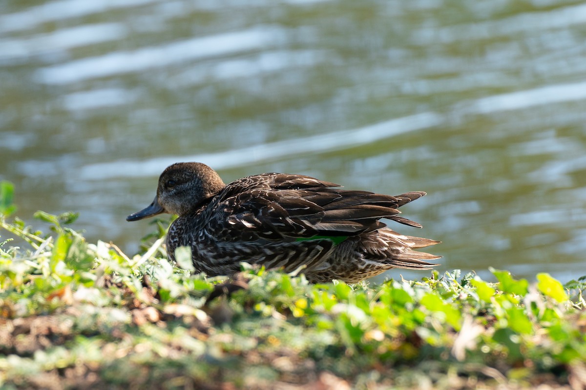 Green-winged Teal - ML613255732