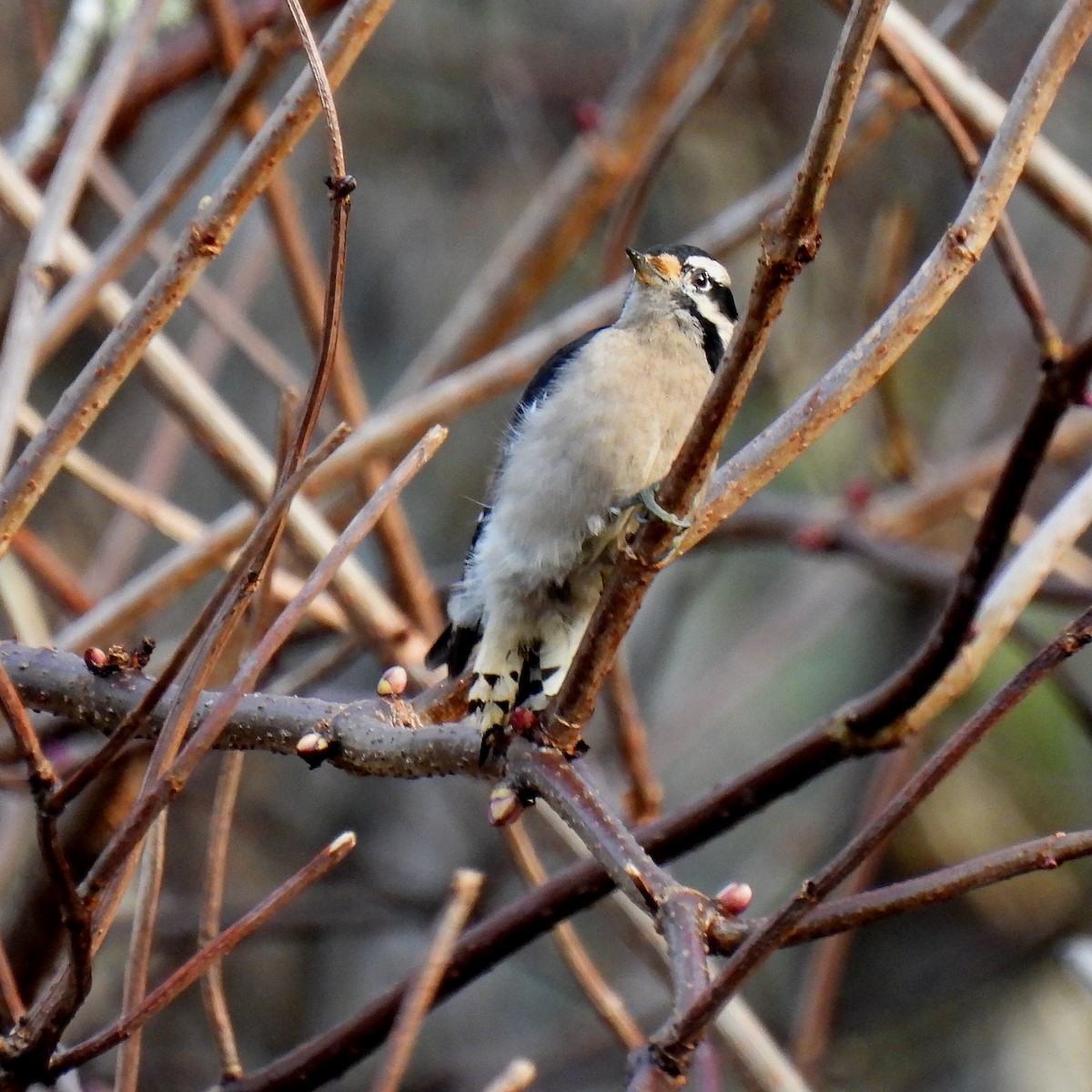 Downy Woodpecker - ML613255778