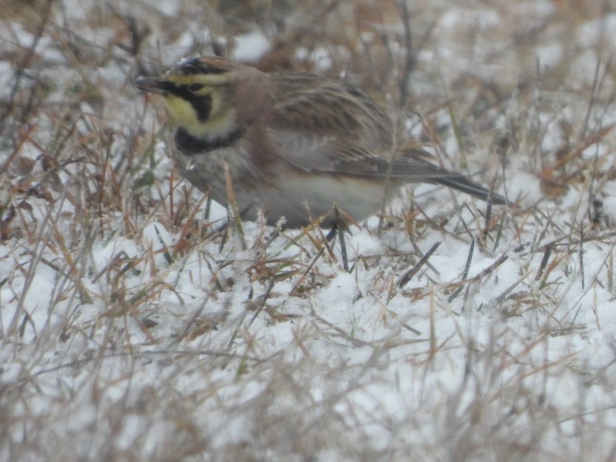 Horned Lark - ML613255791