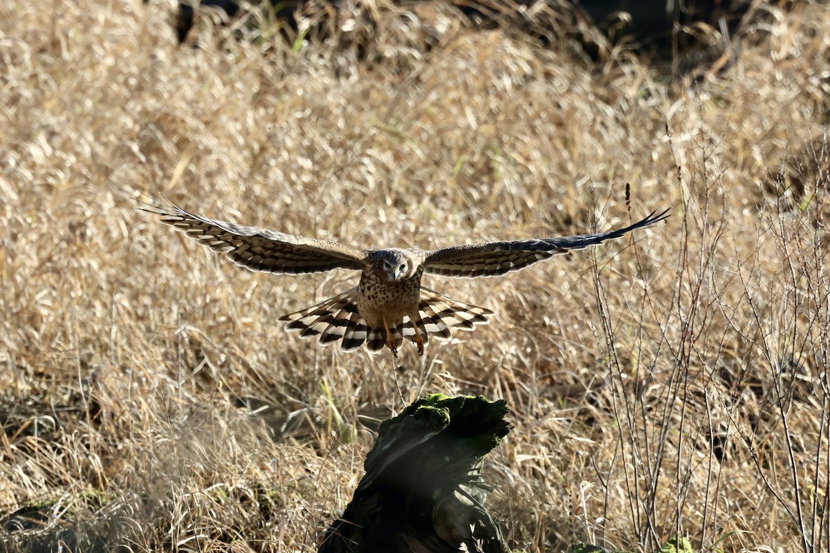 Northern Harrier - ML613255817