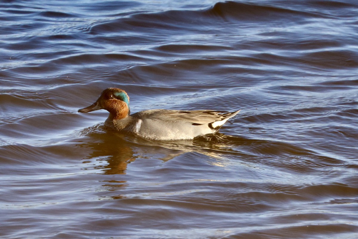 Green-winged Teal - ML613255847