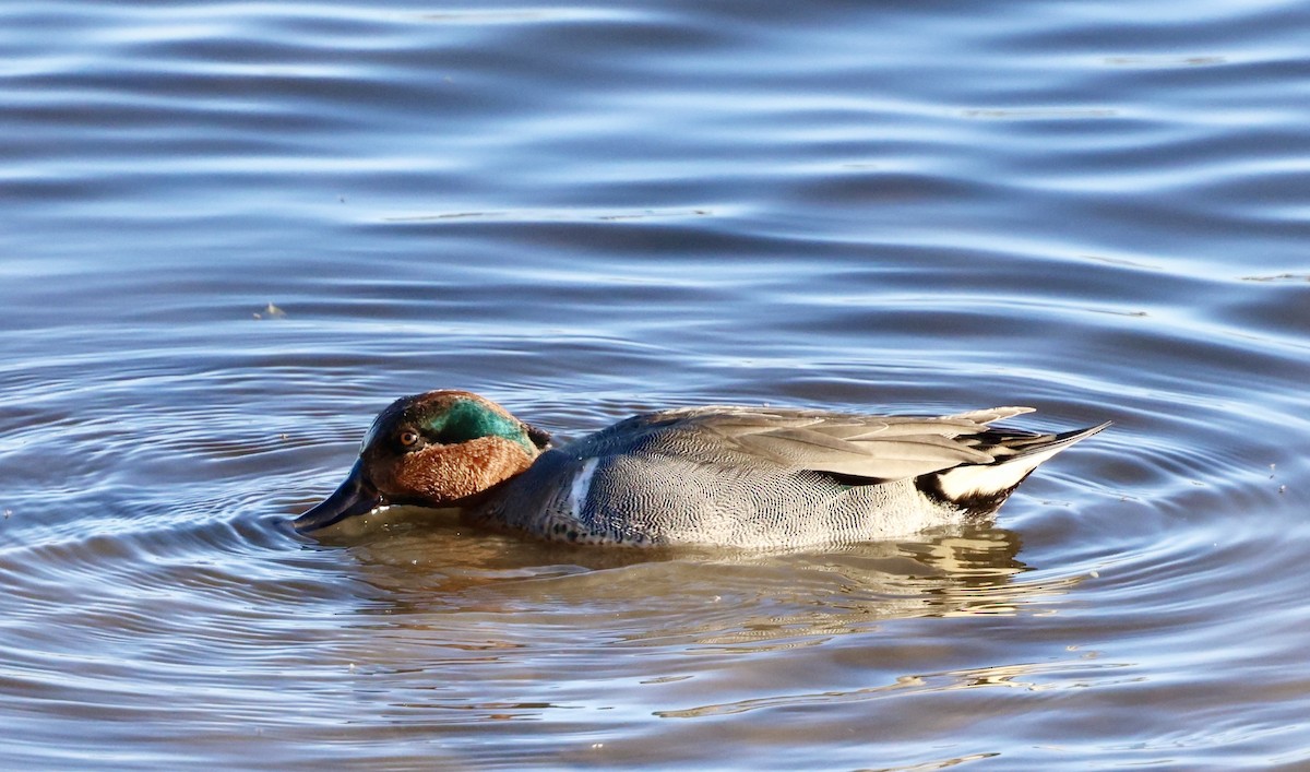 Green-winged Teal - ML613255848