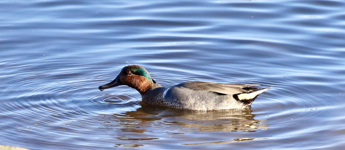 Green-winged Teal - ML613255849