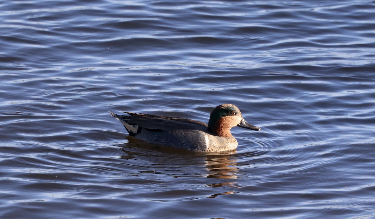 Green-winged Teal - ML613255850