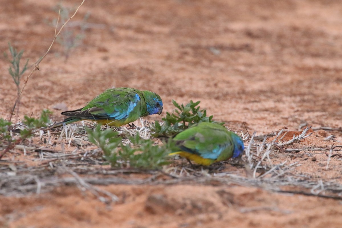 Scarlet-chested Parrot - ML613255864