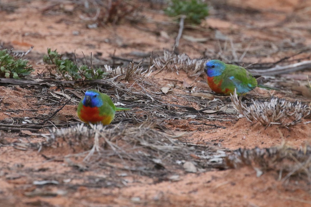 Scarlet-chested Parrot - ML613255868