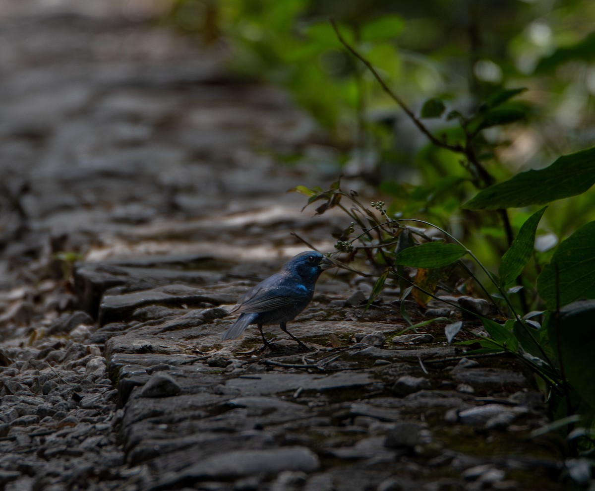 Blue Bunting - David Robinson