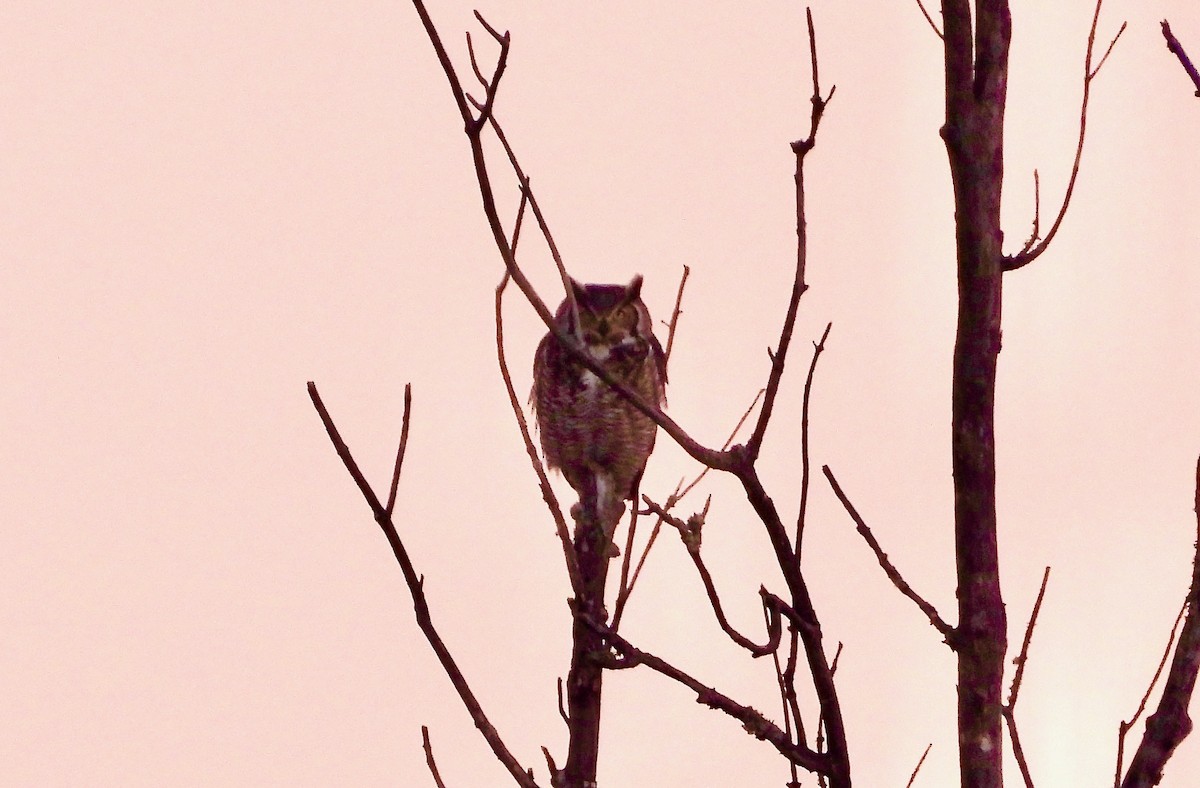 Great Horned Owl - ML613255895