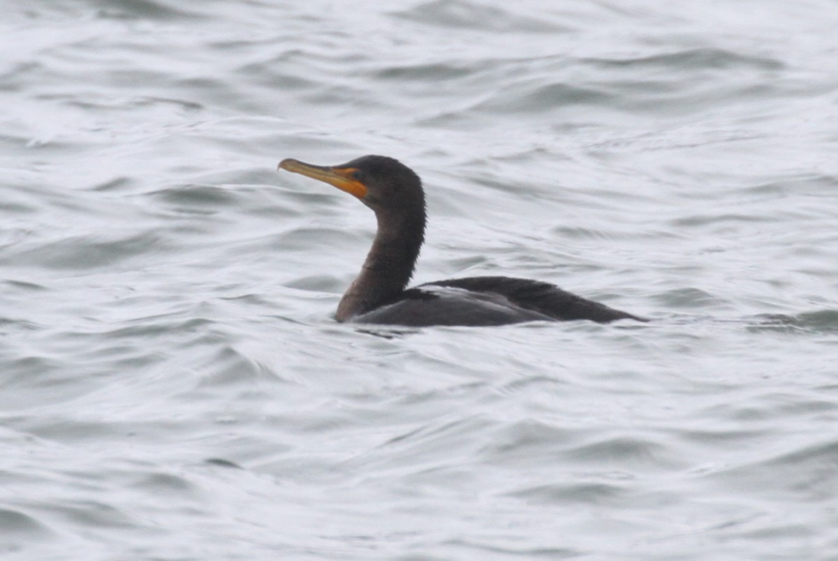 Double-crested Cormorant - ML613255953