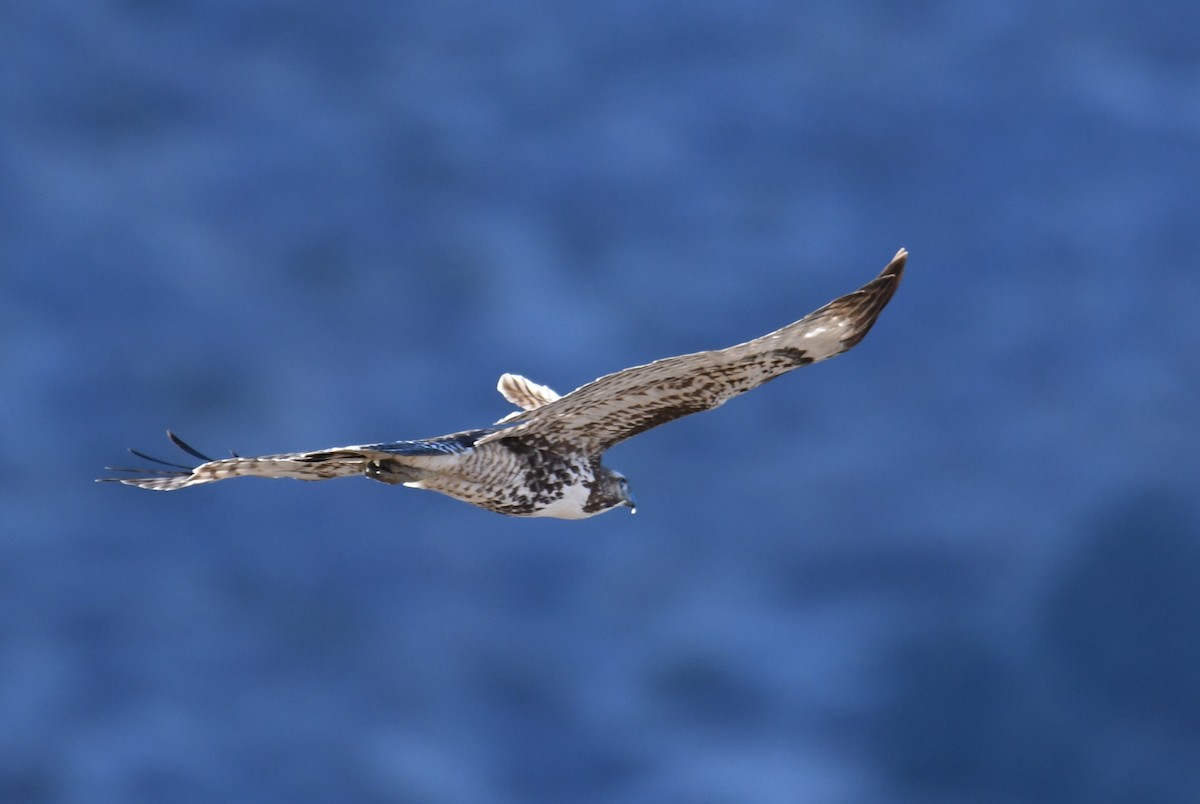 Red-tailed Hawk - ML613256017