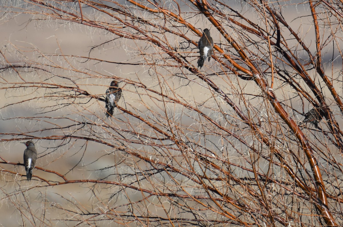 Northern Flicker - ML613256031