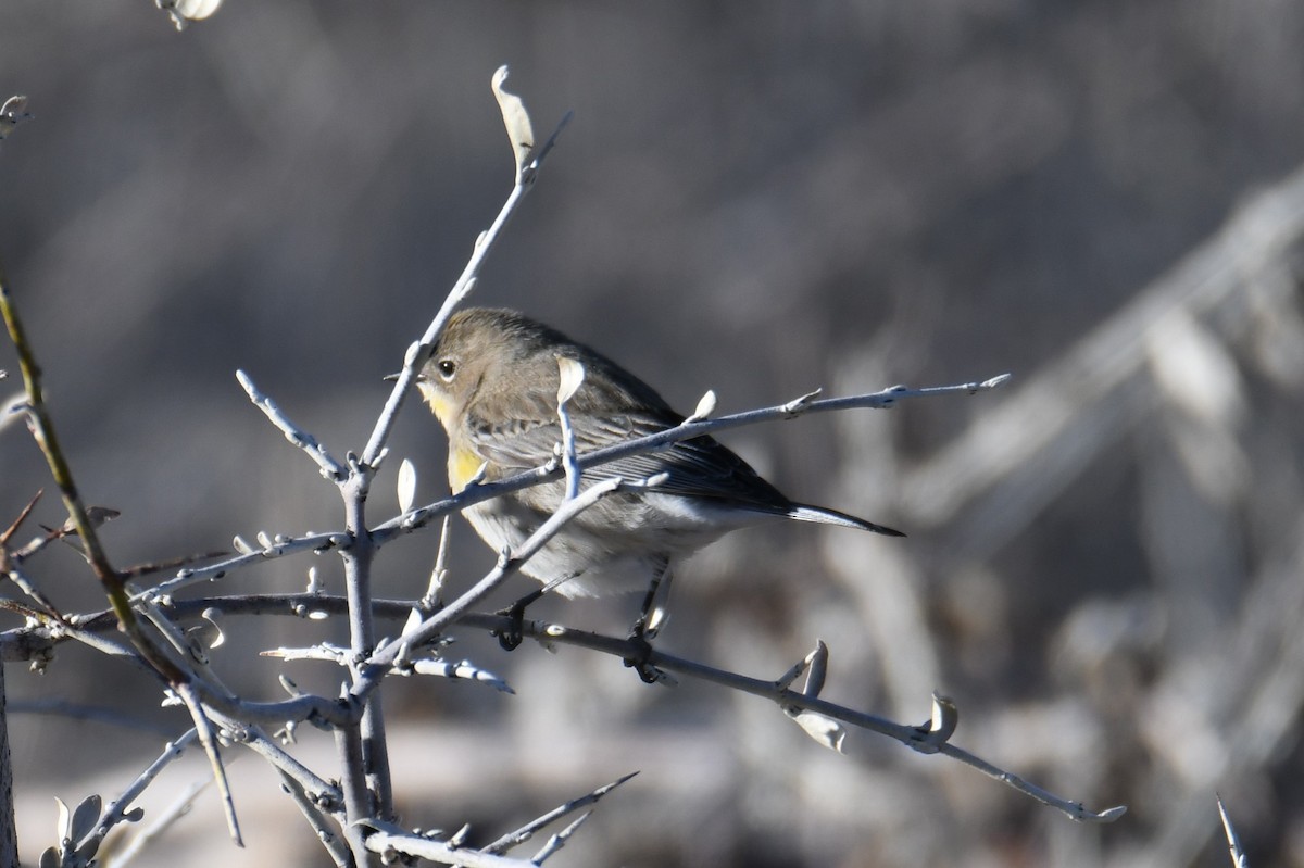 Yellow-rumped Warbler (Audubon's) - ML613256034