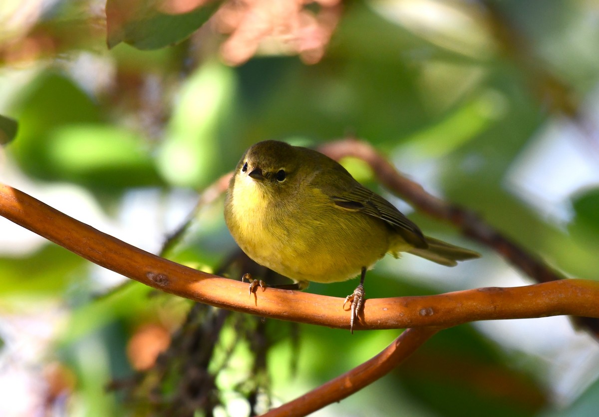 Reinita Coroninaranja (lutescens) - ML613256111