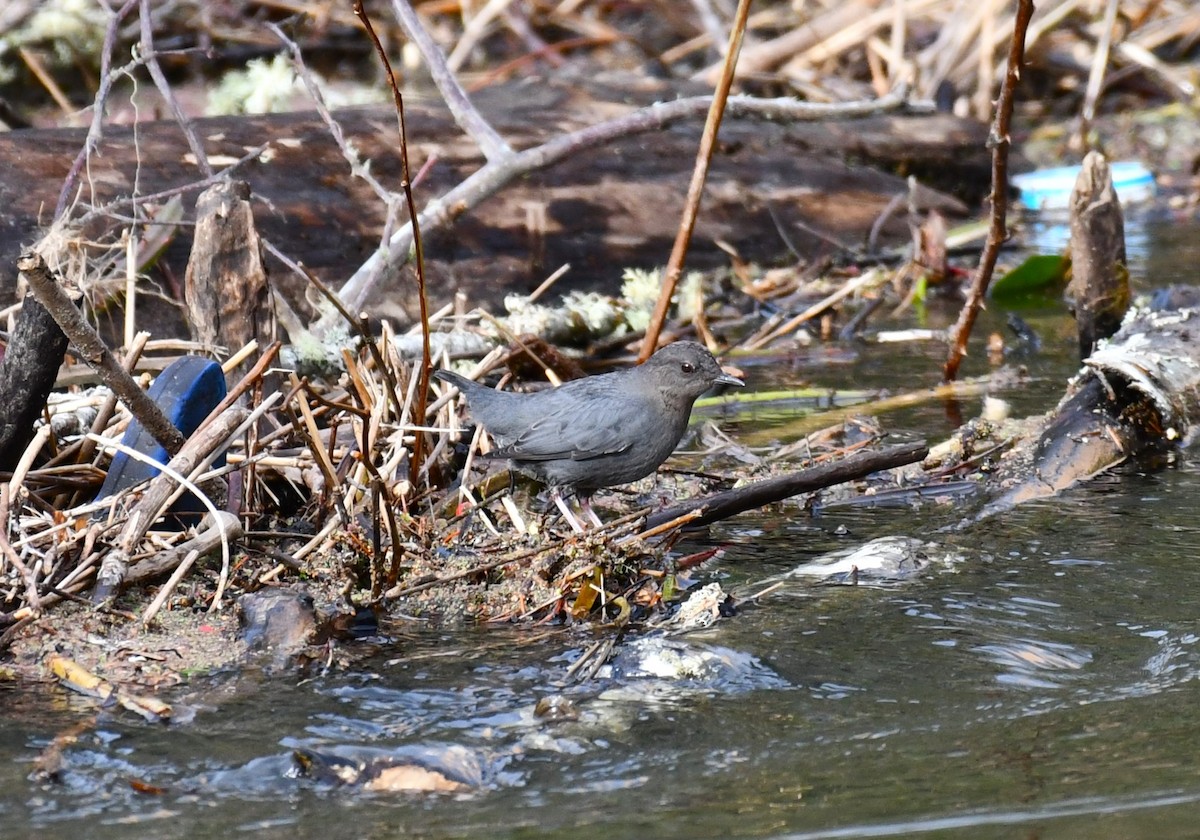 American Dipper - ML613256197