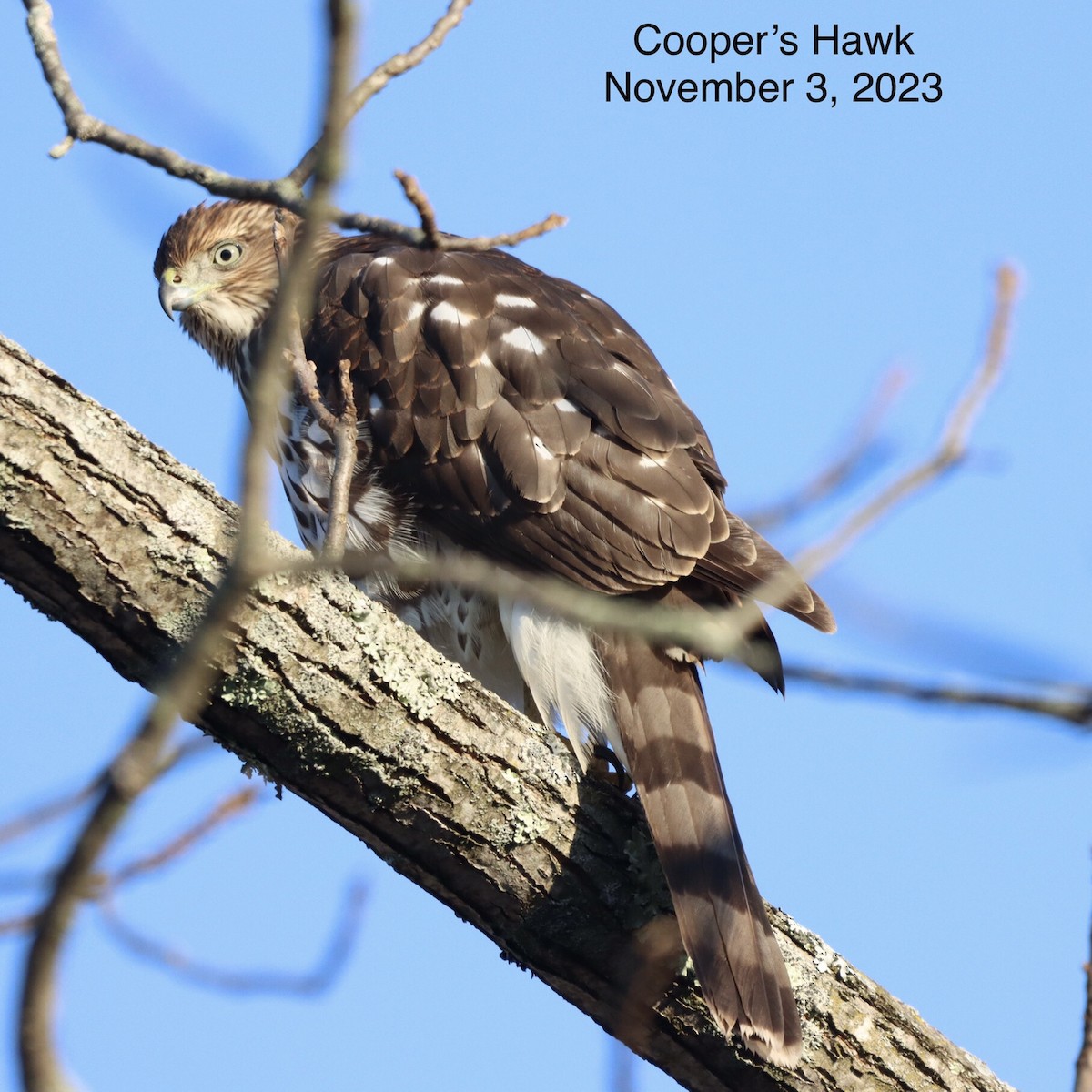 Cooper's Hawk - ML613256219