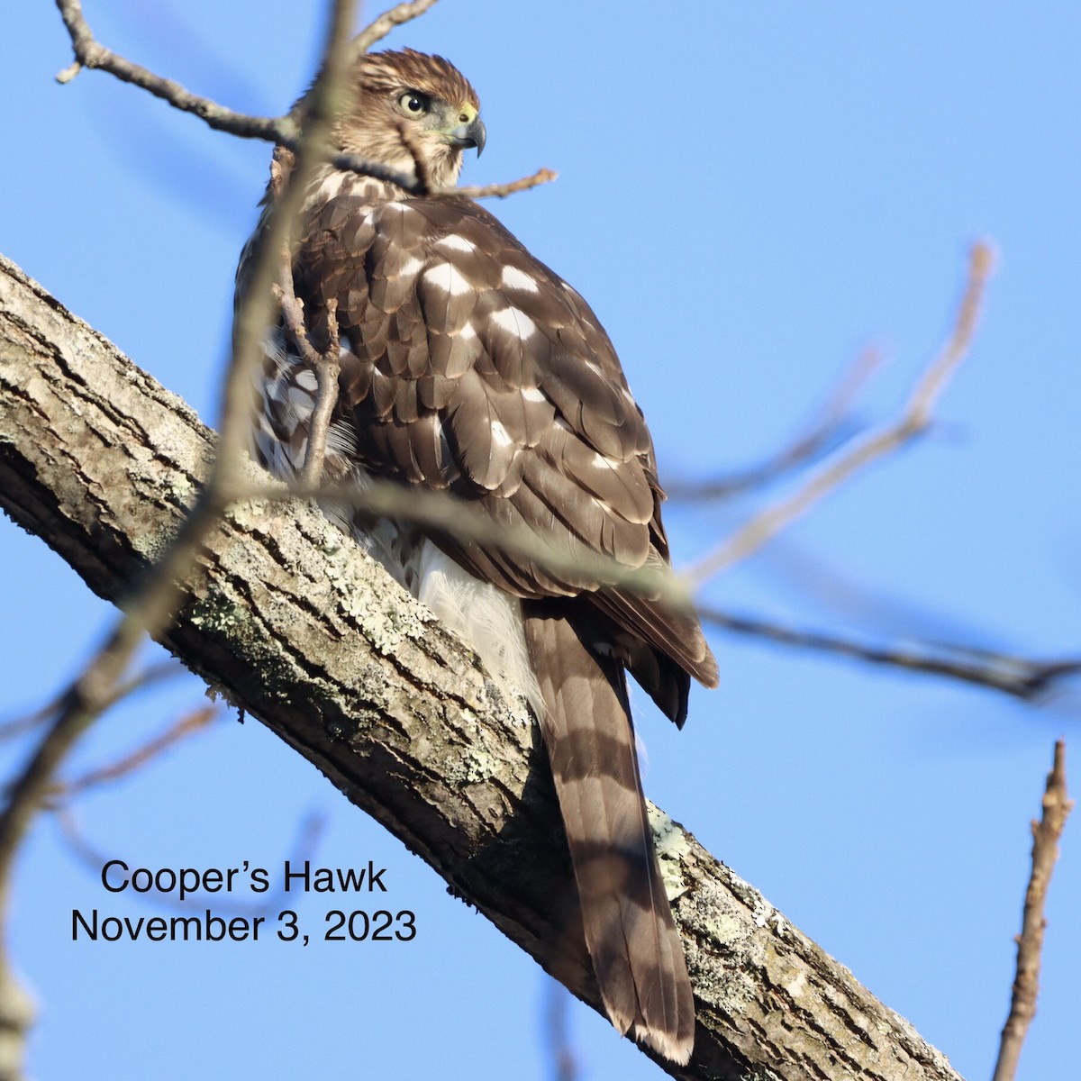 Cooper's Hawk - ML613256220