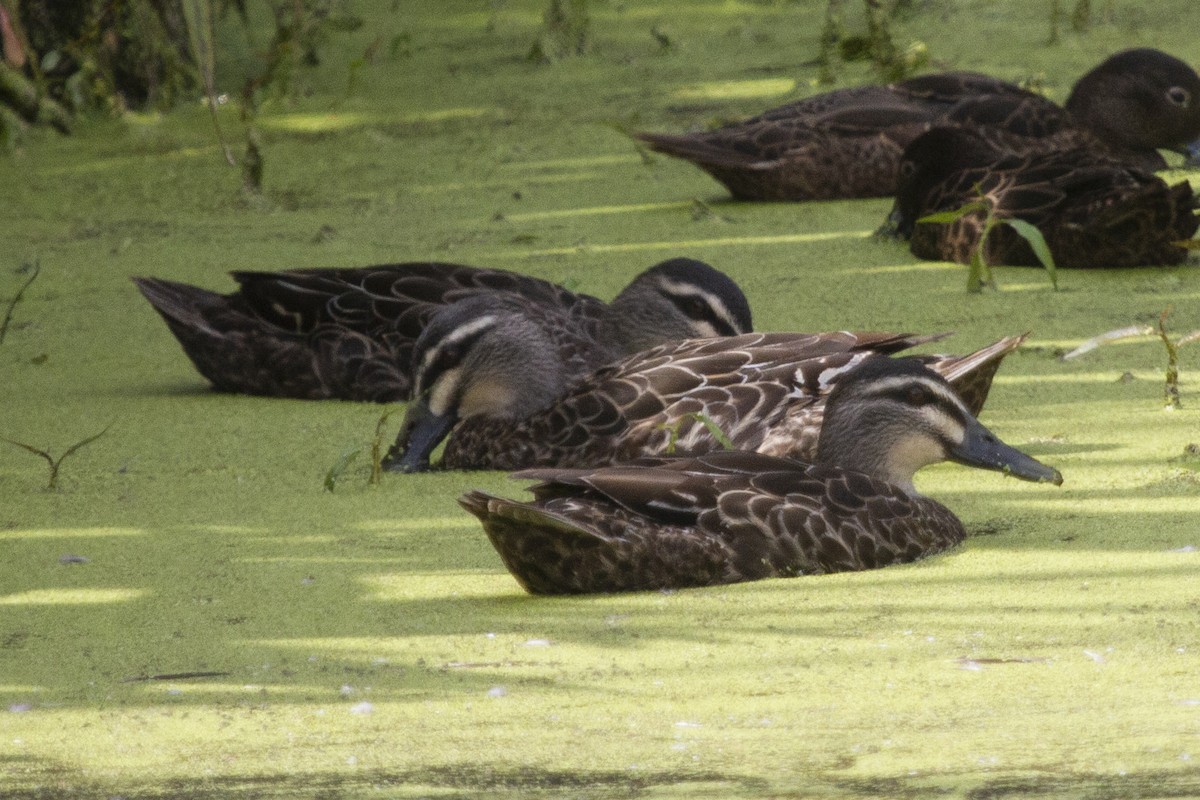 Pacific Black Duck - ML613256240