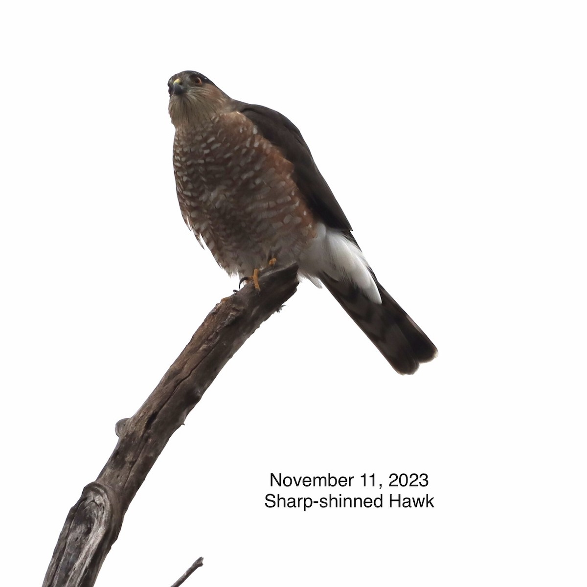 Sharp-shinned Hawk - ML613256314