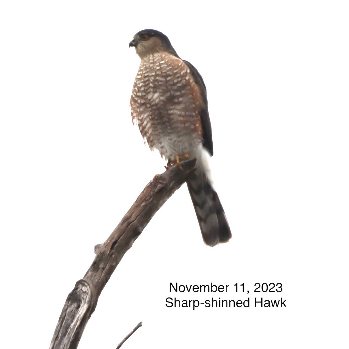 Sharp-shinned Hawk - ML613256315