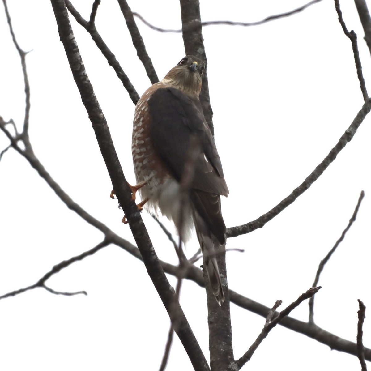 Sharp-shinned Hawk - ML613256316