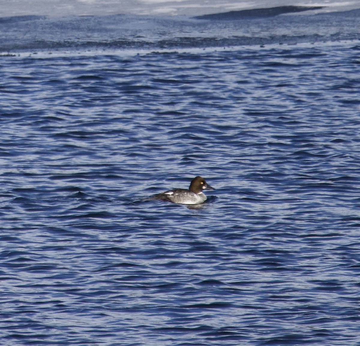 Common Goldeneye - JoAnn Cook