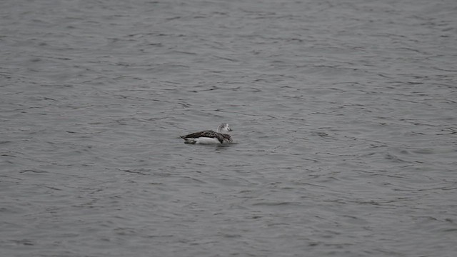 Long-tailed Duck - ML613256332