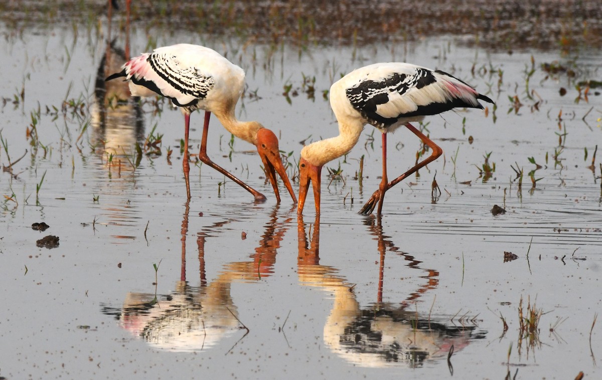 Painted Stork - ML613256345