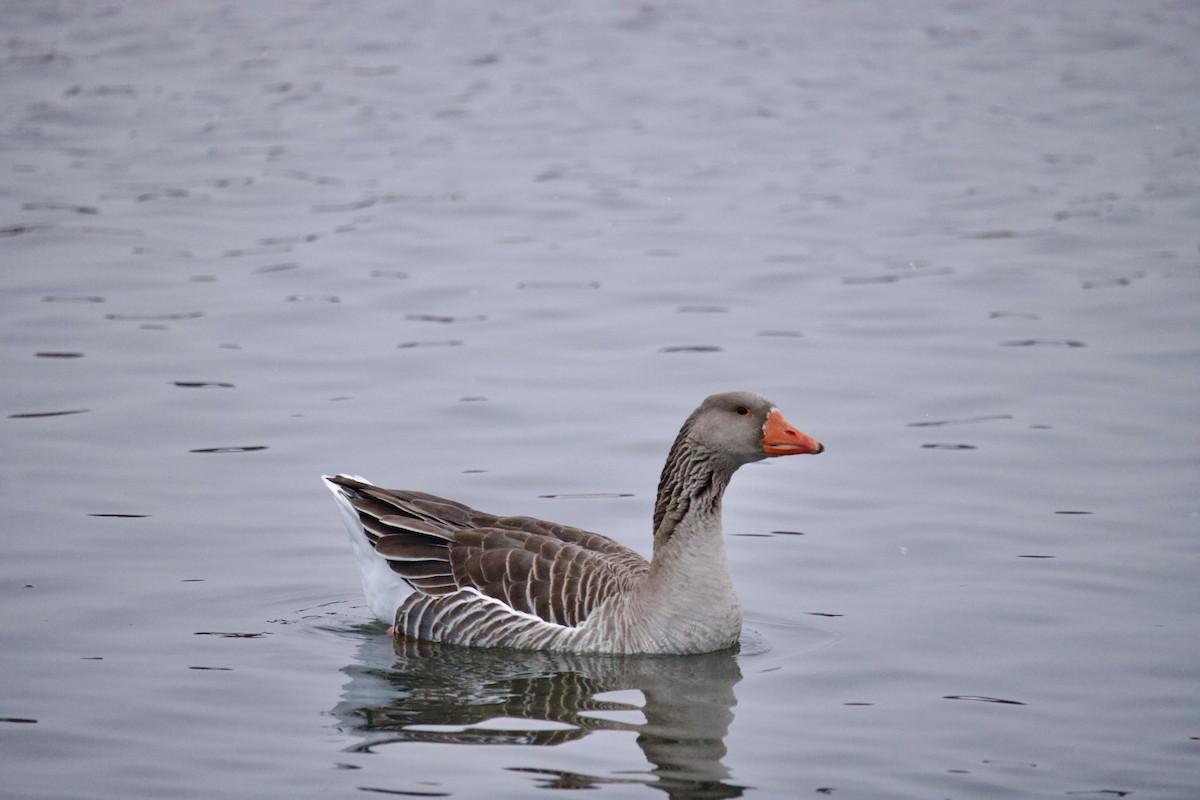 Graylag Goose (Domestic type) - ML613256382