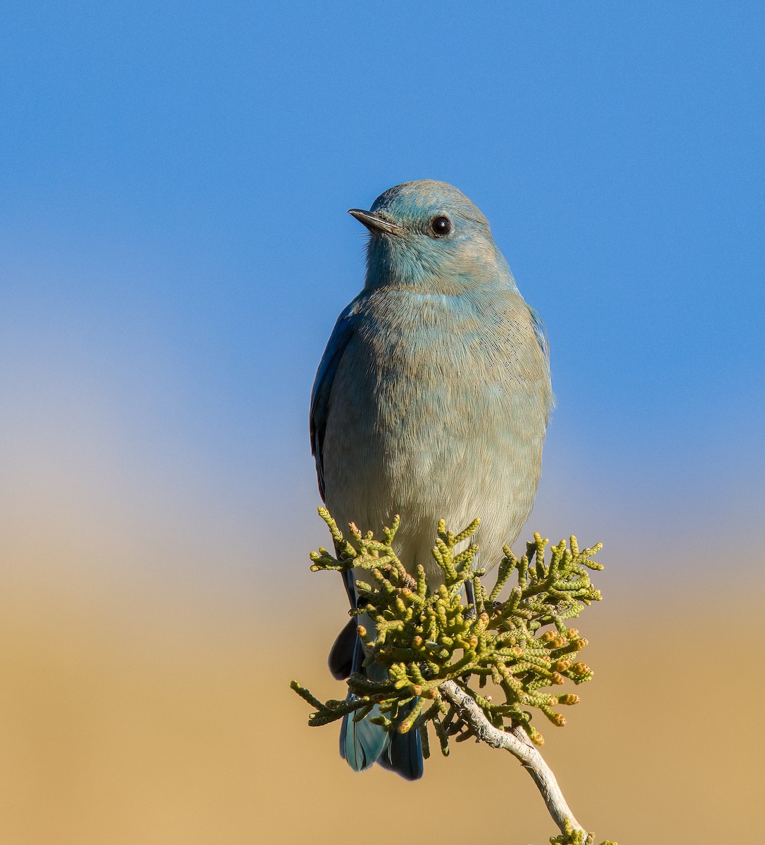 Mountain Bluebird - ML613256402