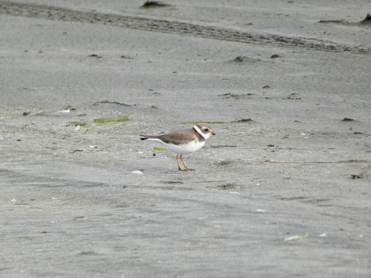 Semipalmated Plover - ML613256444