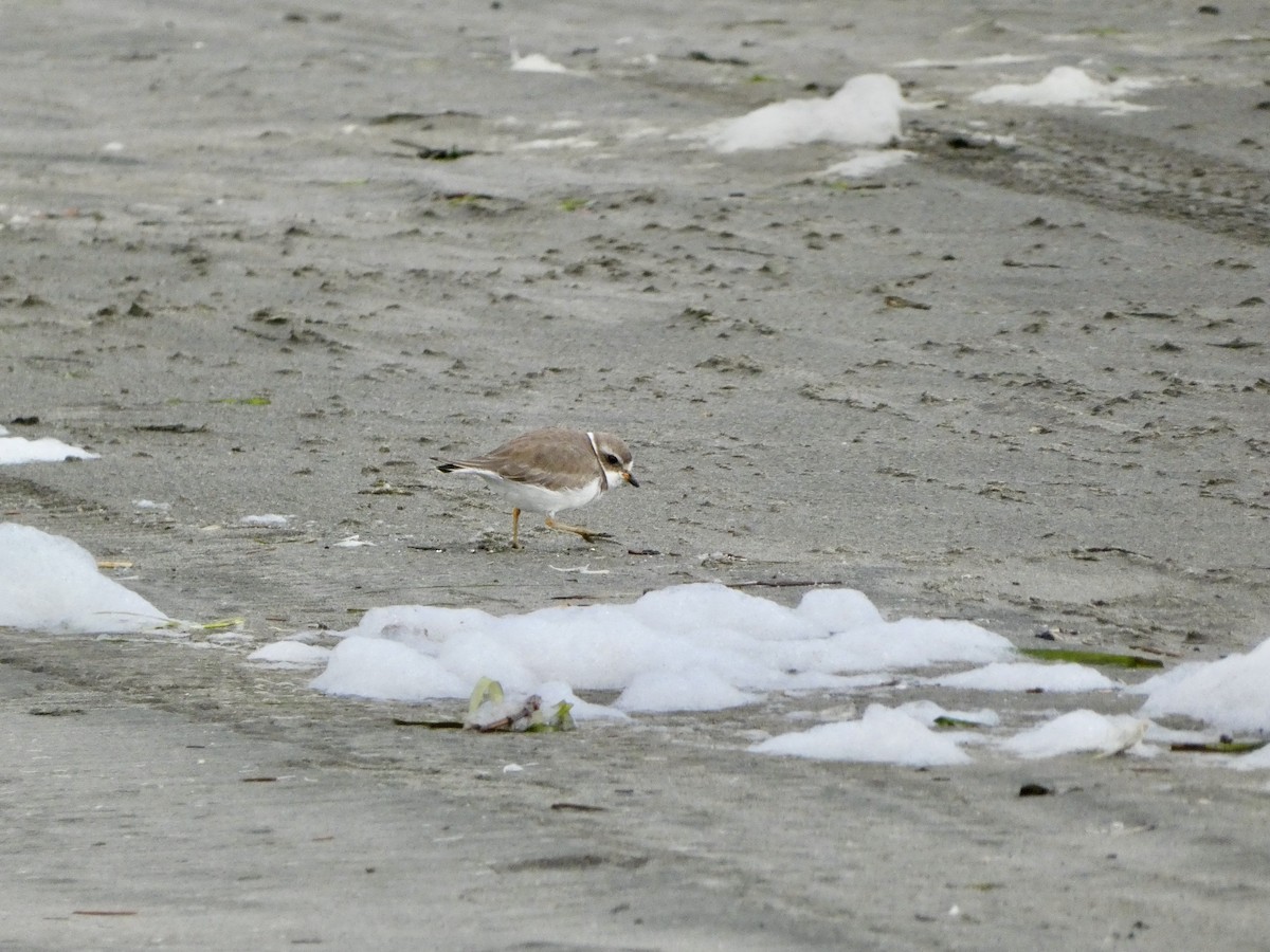 Semipalmated Plover - ML613256447