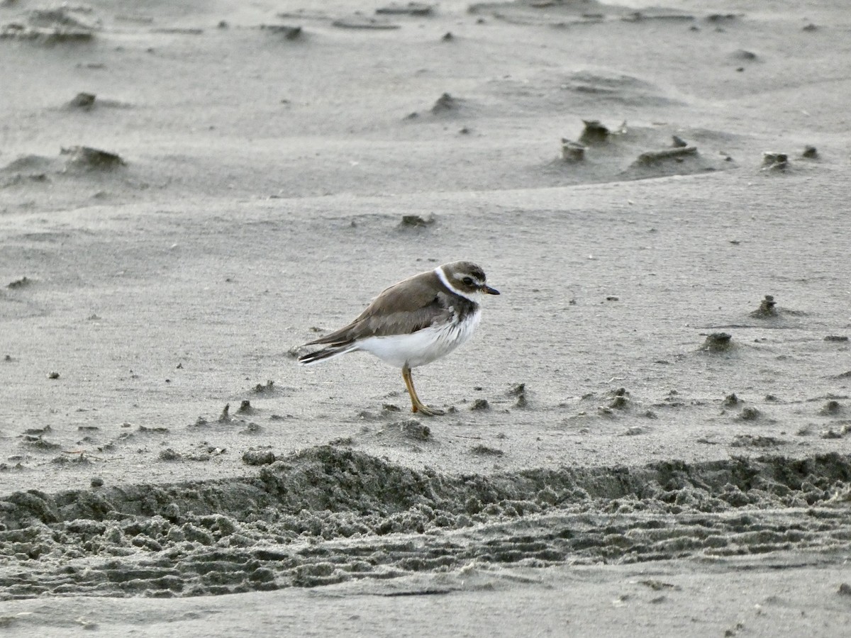 Semipalmated Plover - ML613256448