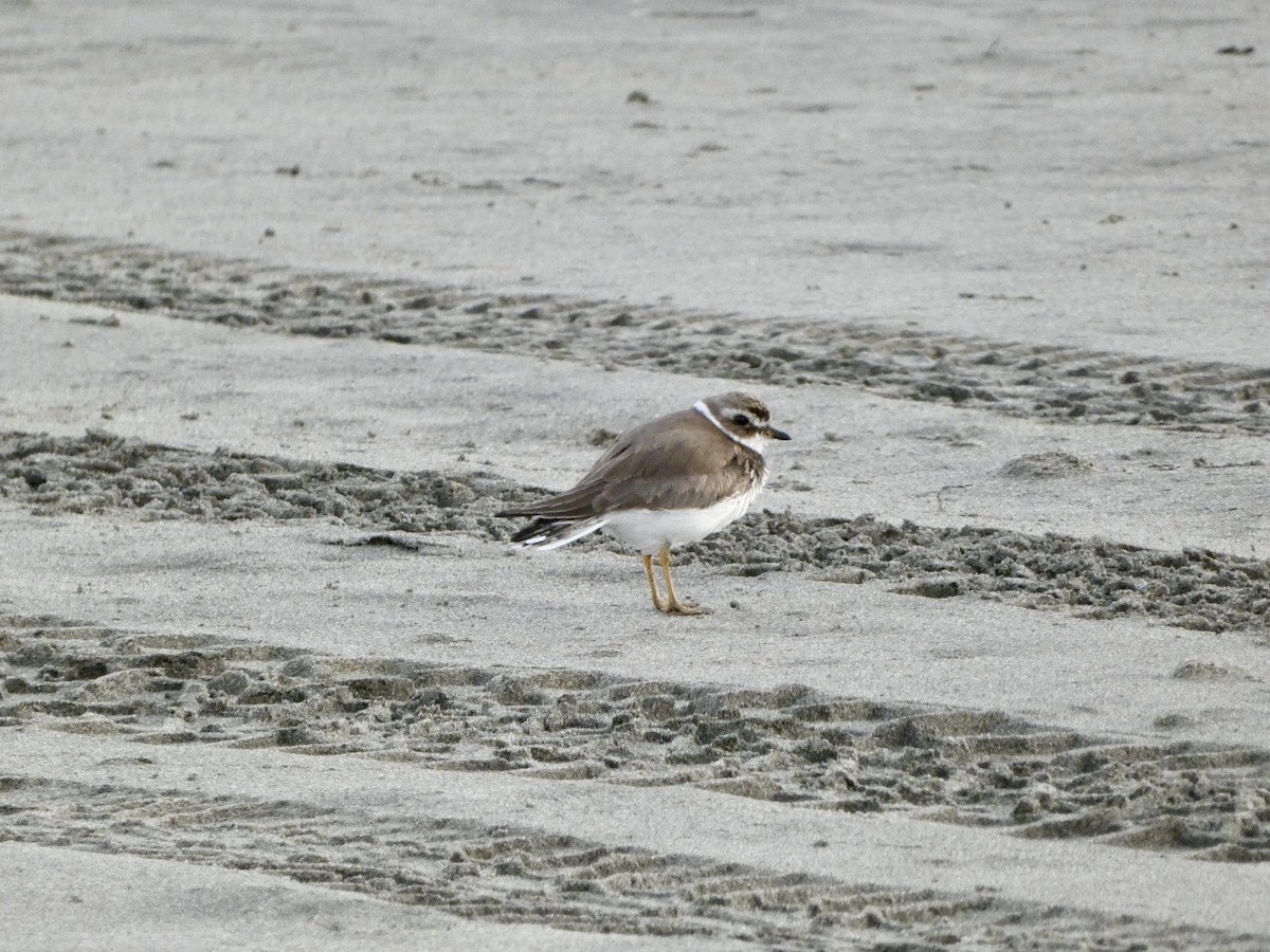 Semipalmated Plover - ML613256449