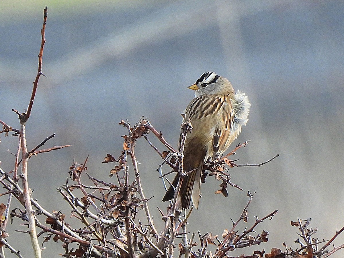 White-crowned Sparrow - ML613256461