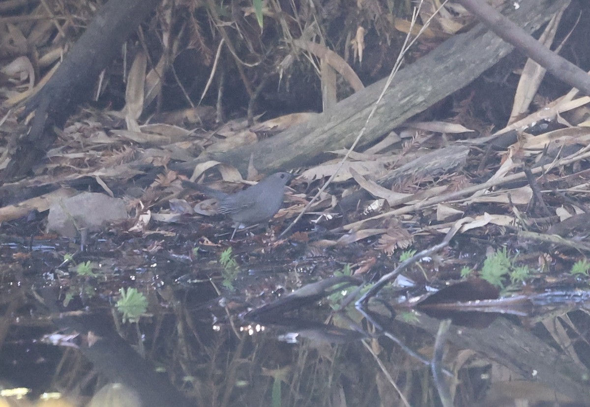 Gray Catbird - Keith Maley