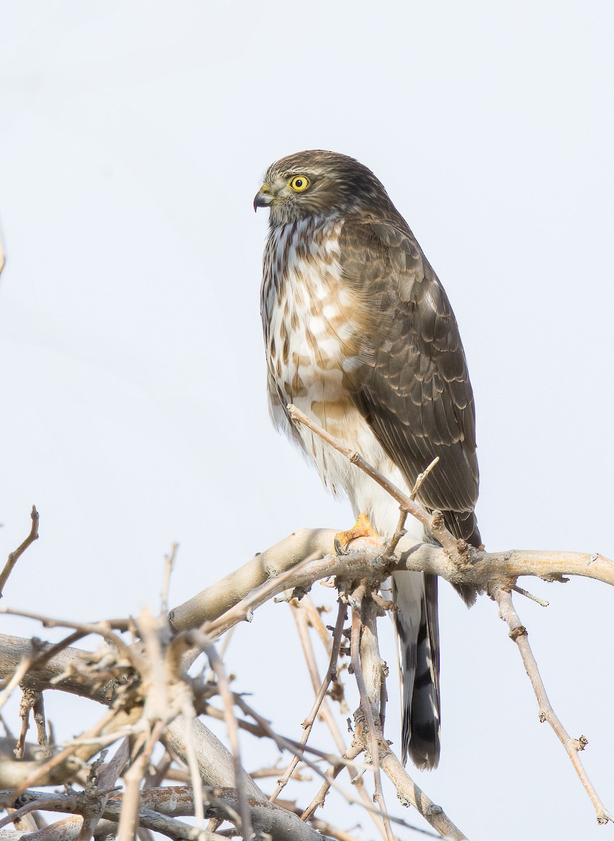 Sharp-shinned Hawk - Linus Blomqvist