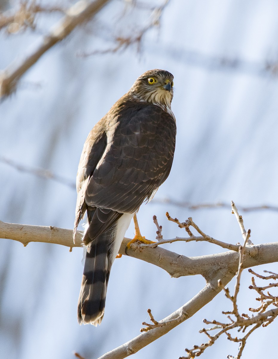 Sharp-shinned Hawk - ML613256512