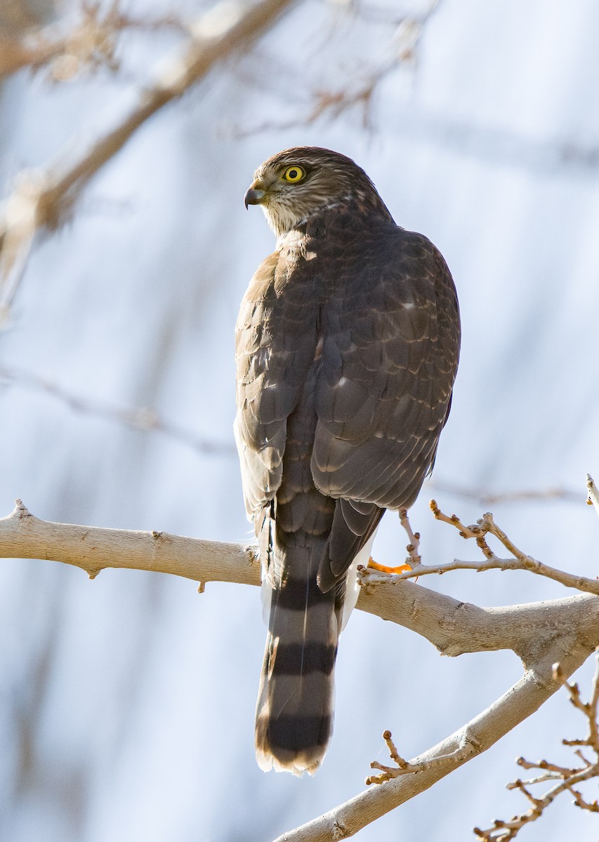 Sharp-shinned Hawk - ML613256513