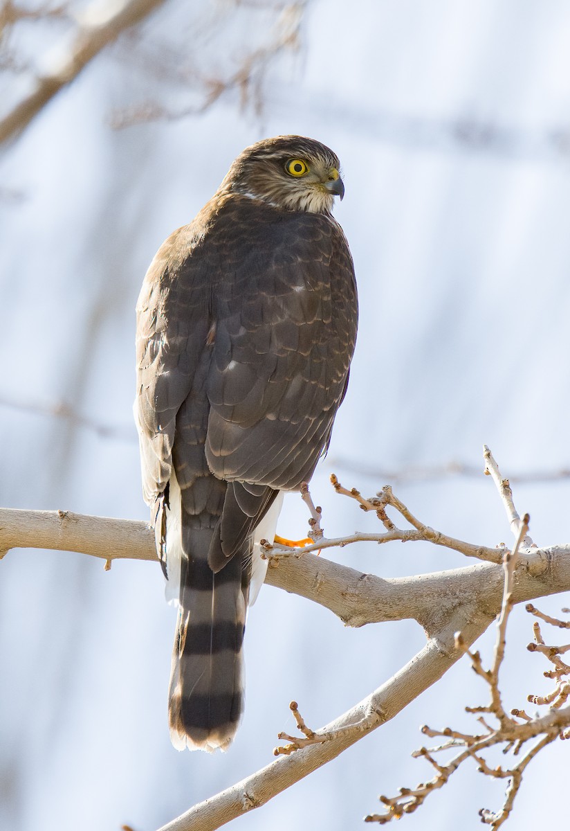 Sharp-shinned Hawk - ML613256514
