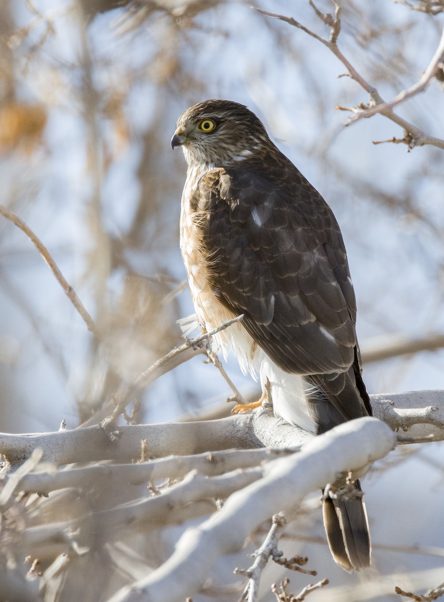 Sharp-shinned Hawk - ML613256516