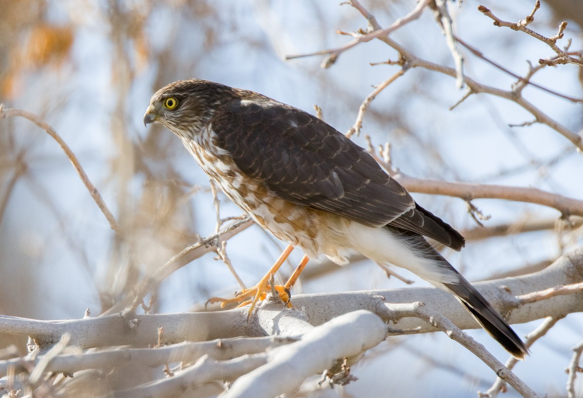 Sharp-shinned Hawk - ML613256517